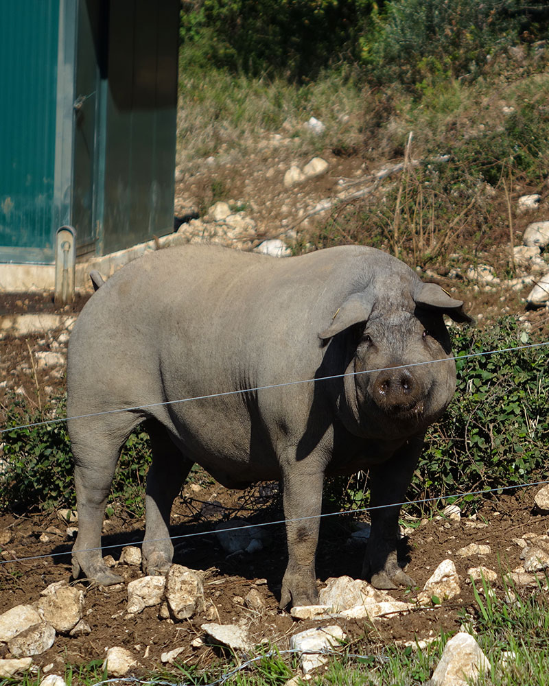 Il Maiale Nero Casertano